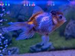 Oranda leeuwenkop sluierstaart panda, Dieren en Toebehoren, Vissen | Aquariumvissen, Vis, Zoetwatervis