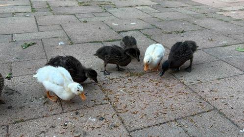 Hollandse Kwakers, superlief!, Dieren en Toebehoren, Pluimvee, Eend, Geslacht onbekend