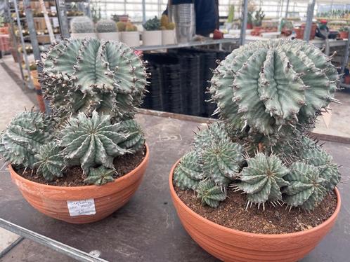 Cactus Euphorbia Horrida var Major van origem Zuid Afrika, Huis en Inrichting, Kamerplanten, Cactus, Minder dan 100 cm, Bloeiende kamerplant