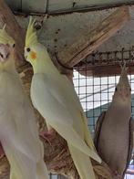 1 Lutino valkparkiet, Dieren en Toebehoren, Vogels | Parkieten en Papegaaien, Geslacht onbekend, Parkiet