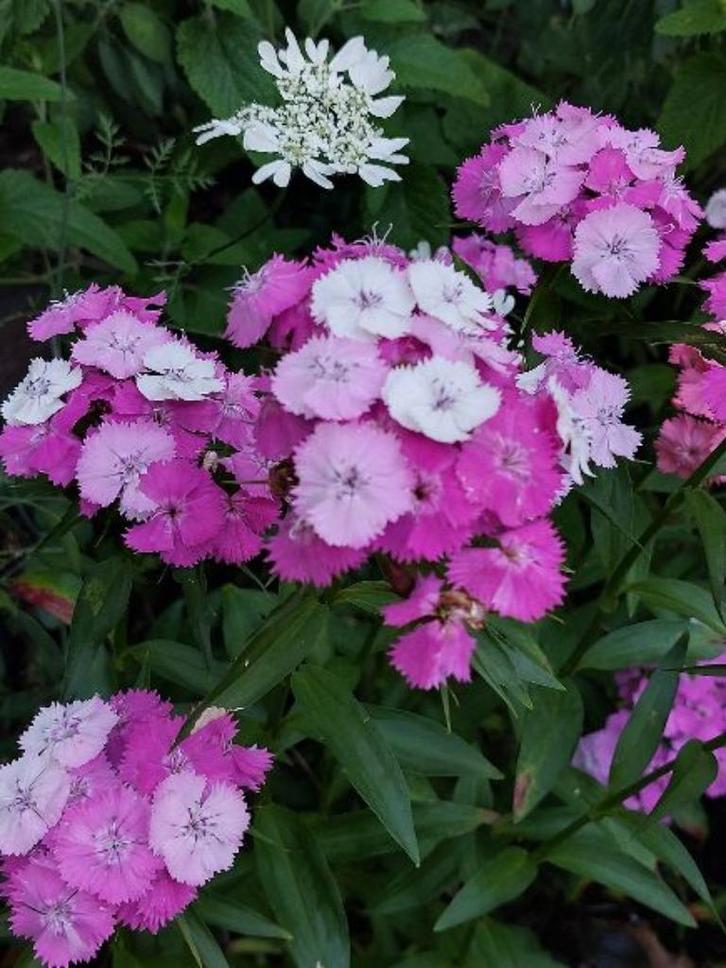 zaden Dianthus barbatus mix, Tuin en Terras, Bloembollen en Zaden, Zaad, Voorjaar, Halfschaduw, Verzenden