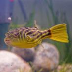 Tetraodon Fahaka - Kogelvis - Koidream Valburg, Vis, Zoetwatervis