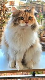 Prachtige claudia, Dieren en Toebehoren, Katten en Kittens | Raskatten | Langhaar, Poes, Gechipt