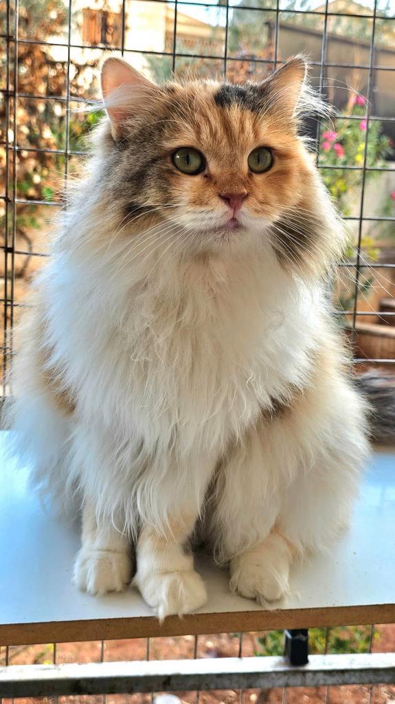 Prachtige claudia, Dieren en Toebehoren, Katten en Kittens | Raskatten | Langhaar, Poes, Gechipt