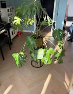 Grote monstera zonder pot, Ophalen, Overige soorten, 100 tot 150 cm