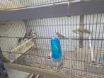 Mooi harlekijn kanries 25 jongen alles een koop 15€ per stuk, Dieren en Toebehoren, Vogels | Kanaries, Meerdere dieren