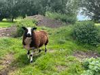 Prima bonte dekram te koop., Dieren en Toebehoren, Schapen, Geiten en Varkens, Mannelijk, Schaap, 0 tot 2 jaar