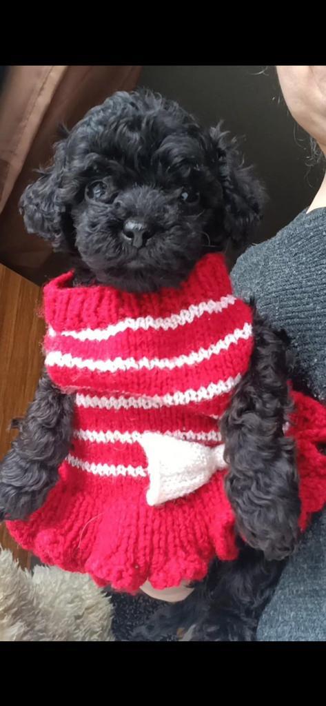 Te koop prachtig toy poedel teefje, Dieren en Toebehoren, Honden | Chihuahua's en Gezelschapshonden, Teef, Poedel, Particulier
