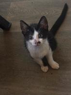 Kittens, Dieren en Toebehoren, Katten en Kittens | Overige Katten, Meerdere dieren