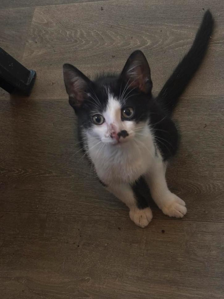Kittens, Dieren en Toebehoren, Katten en Kittens | Overige Katten, Meerdere dieren