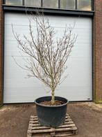 Cornus kousa ‘China Girl’ | Solitair | 275/+ cm, Tuin en Terras, Planten | Struiken en Hagen, Overige soorten, Ophalen of Verzenden