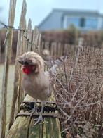 1 handtam Hollands Kuifhoen haantje, Mannelijk, Kip