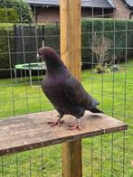 Kite postduiven (doffer), Dieren en Toebehoren, Vogels | Duiven, Mannelijk, Postduif