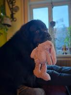 Prachtige newfoundlander, new foundlander ( niet te koop), Dieren en Toebehoren, Eén hond, 3 tot 5 jaar, Nederland, Particulier