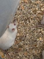 Siamees rat ratje man van 6 maanden op te halen €5 euro, Dieren en Toebehoren, Knaagdieren, December, Mannelijk, Rat