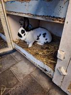 Grote Lotharinger voedster, Dieren en Toebehoren, Konijnen, Vrouwelijk, Groot, 0 tot 2 jaar
