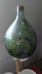 Plant Terrarium/ecosysteem Esschert design te ruil, Huis en Inrichting, Kamerplanten, Ophalen, Overige soorten, Minder dan 100 cm