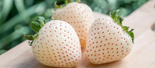 50 witte aardbei plantjes, voor weken lang aardbeien!, Tuin en Terras, Planten | Tuinplanten, Vaste plant, Fruitplanten, Volle zon