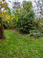 gratis bamboe, Tuin en Terras, Vaste plant, Bloeit niet, Halfschaduw, Ophalen