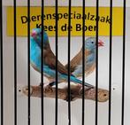 Koppel blauwkop blauwfazantjes, Meerdere dieren, Tropenvogel, Geringd