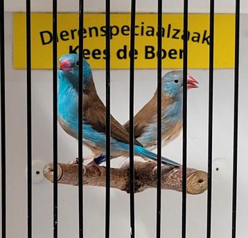 Koppel blauwkop blauwfazantjes  beschikbaar voor biedingen