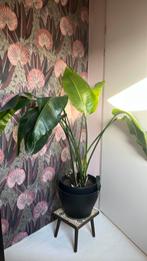 Strelitzia plant, Huis en Inrichting, Kamerplanten, Ophalen, Halfschaduw