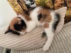 Kittens te koop in Leiden, Meerdere dieren, 0 tot 2 jaar