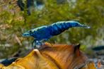 Blue sapphire Neocaridina garnalen, Dieren en Toebehoren, Vissen | Aquariumvissen
