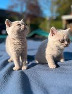 Britse kort haar lilac kittens, Ontwormd, Meerdere dieren