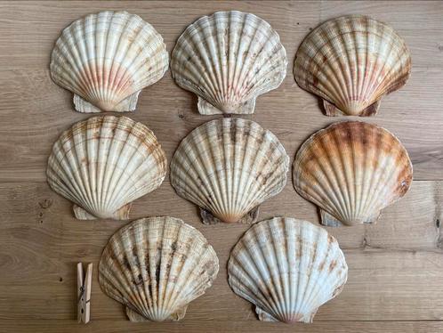 8 Uitzonderlijk grote Sint Jacobs Schelpen  15,5 cm.   😳😳, Verzamelen, Mineralen en Fossielen, Schelp(en), Ophalen of Verzenden
