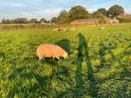 Dekrammen Swifter en Swifter x Texelaar, Dieren en Toebehoren, Schapen, Geiten en Varkens, Mannelijk, Schaap