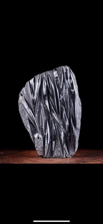 Orthoceras matrix - groot formaat fossiel - 49 bij 34 cm beschikbaar voor biedingen
