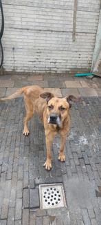 Met spoed, Dieren en Toebehoren, Reu, Groot, Eén hond, 3 tot 5 jaar