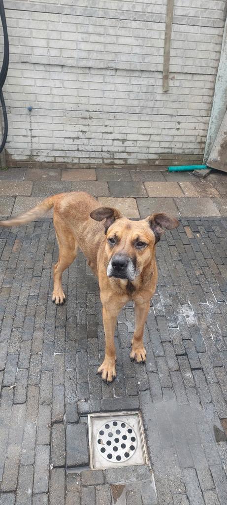 Met spoed, Dieren en Toebehoren, Honden | Niet-rashonden, Groot, Reu, Particulier, Eén hond, Nederland, 3 tot 5 jaar