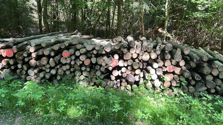 Rondhout/stamhout brandhout Beuk, Tuin en Terras, Haardhout, Stammen, Beukenhout, 6 m³ of meer, Ophalen of Verzenden