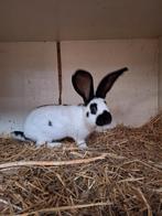 Mooie lieve lotharinger ram, groot soort, Dieren en Toebehoren, Konijnen, Mannelijk, Groot, 0 tot 2 jaar