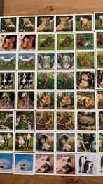 Jonge dieren Memory, Ophalen of Verzenden, Zo goed als nieuw