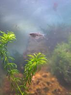 TE KOOP :(Trichopodus trichopterus) JONGEN, Dieren en Toebehoren, Vissen | Aquariumvissen, Vis, Zoetwatervis