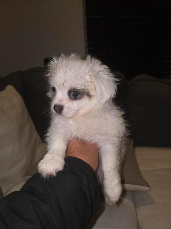 Pomchi pups, Dieren en Toebehoren, Honden | Chihuahua's en Gezelschapshonden, Meerdere dieren, Overige rassen, Particulier, Meerdere