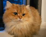 Britse langhaar dekkater met stamboom, Dieren en Toebehoren, Katten en Kittens | Dekkaters
