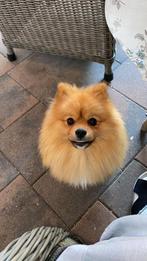 Pomeriaan dekreu (niet te koop), Dieren en Toebehoren, Keeshond, Reu, 1 tot 2 jaar, Eén hond