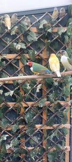 Mooi Koppel gouldamadines, Dieren en Toebehoren, Vogels | Overige Vogels, Meerdere dieren, Tropenvogel