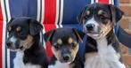 Mooie driekleurige boerenfox puppy's, Dieren en Toebehoren, 8 tot 15 weken, Meerdere, Meerdere dieren, Nederland