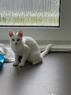 Jonge kat gratis, Dieren en Toebehoren, Katten en Kittens | Overige Katten, Meerdere dieren