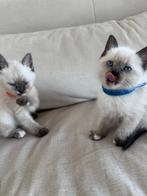 Britse korthaar kittens bluepoint, Meerdere dieren, Ontwormd, 0 tot 2 jaar