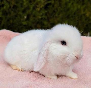 Lief minilop baby konijn blauwe ogen mannetje  beschikbaar voor biedingen