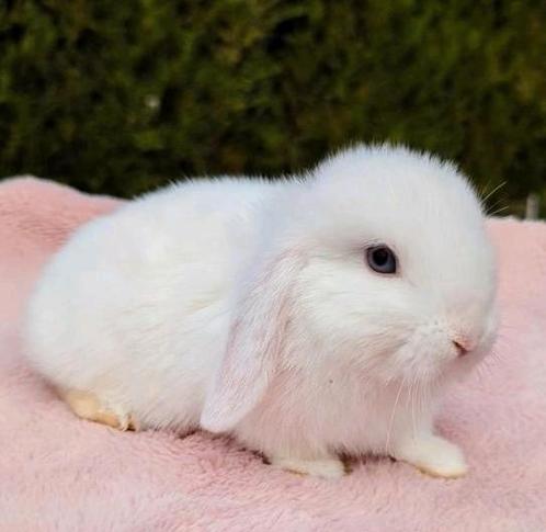 Lief minilop baby konijn blauwe ogen mannetje, Dieren en Toebehoren, Konijnen, Dwerg, Mannelijk, 0 tot 2 jaar, Hangoor