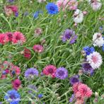 Uit de biologische moestuin: Korenbloemen mix, zaden, Tuin en Terras, Bloembollen en Zaden, Ophalen of Verzenden, Voorjaar, Volle zon