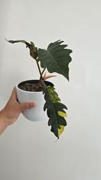 Philodendron caramel marble variegata, Huis en Inrichting, Kamerplanten, Ophalen of Verzenden, Overige soorten, Minder dan 100 cm