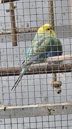 Kweek pop regenboog grasparkieten, Vrouwelijk, Parkiet